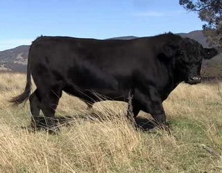 «Укрлендфармінг» до кінця року планує реалізувати понад 3 тис. кондиційних биків